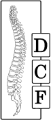 Logo van de Dutch Chiropractic Federation met wervelkolomillustratie
